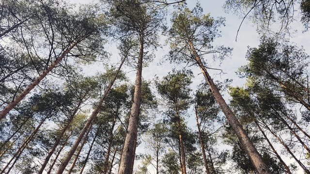 Ile czasu trwa odlesienie działki? Sprawdź, co wpływa na czas procesu Ile czasu trwa odlesienie działki? Sprawdź, co wpływa na czas procesu